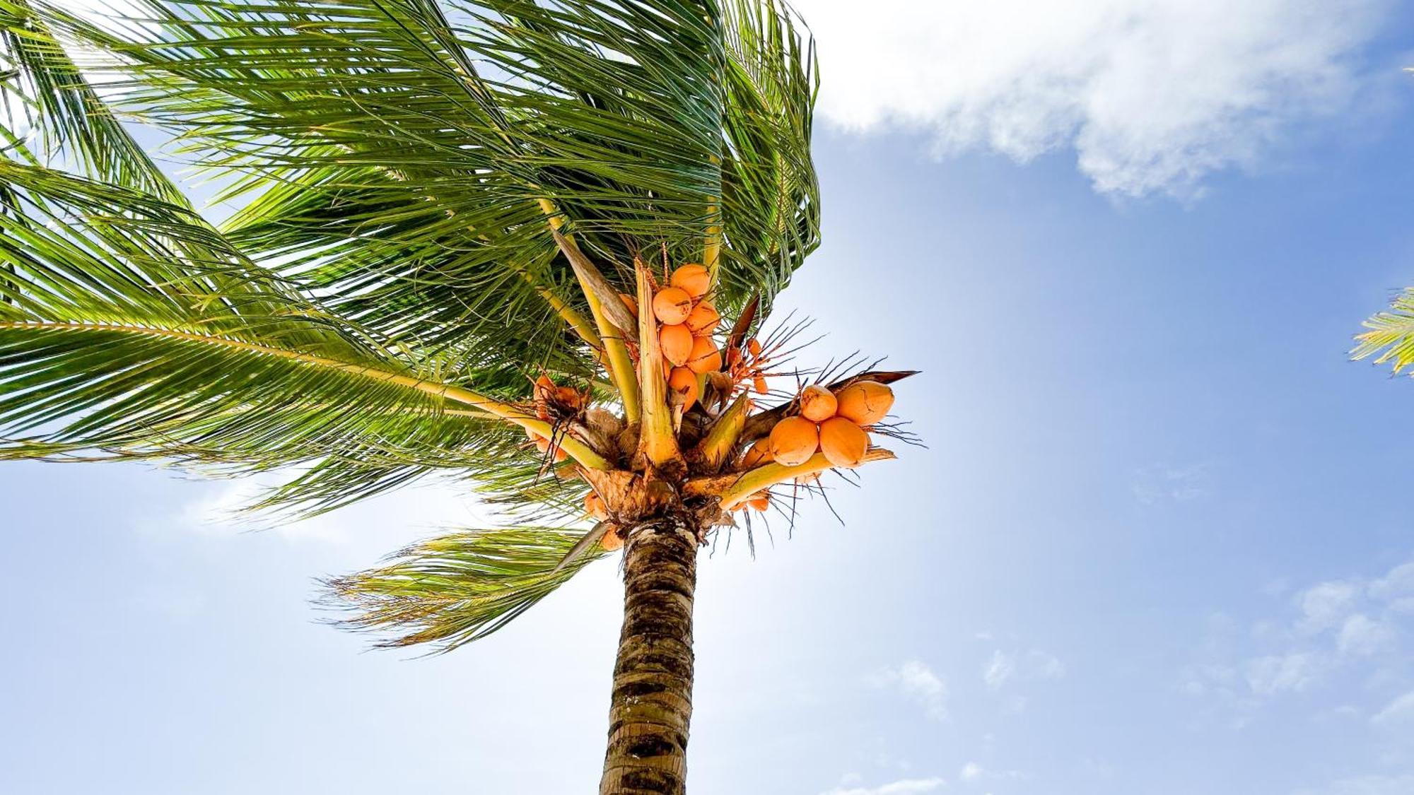 Anse Grosse Roche Beach Villa La Digue Dış mekan fotoğraf
